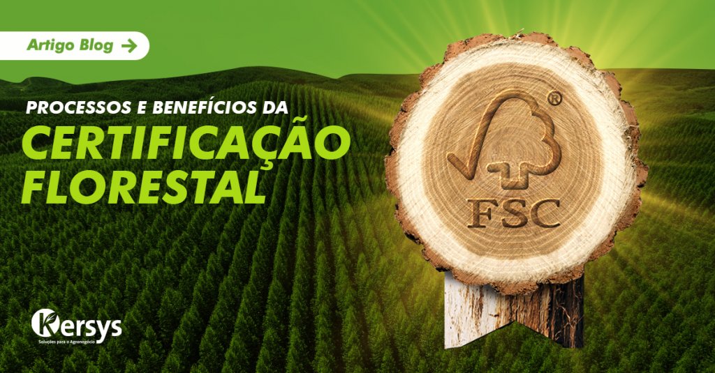 Certificação Florestal: entenda como funciona os processos e quais os benefícios de conquistar o Selo Verde