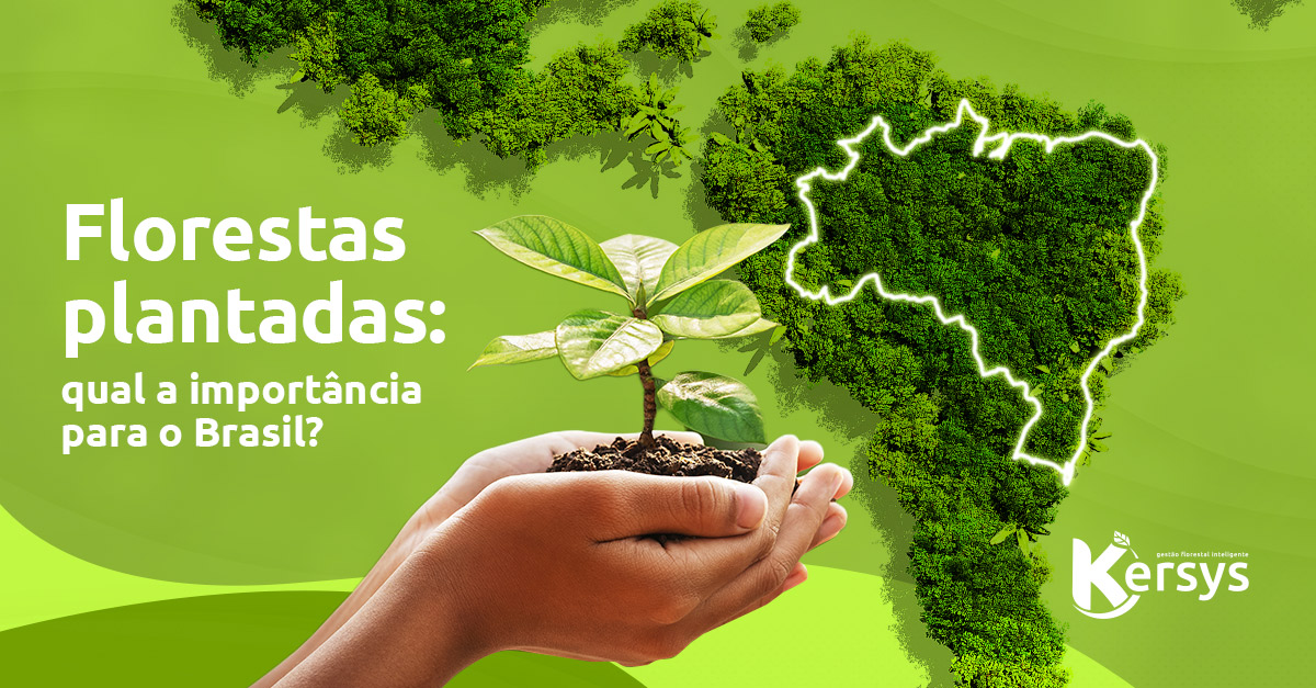 Florestas plantadas: qual a importância para o Brasil?