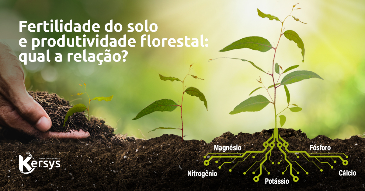 Fertilidade do solo e produtividade florestal: qual a relação?