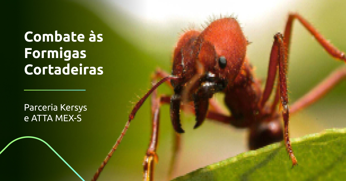 Combate às Formigas Cortadeiras – Parceria Kersys e Atta Mex-s